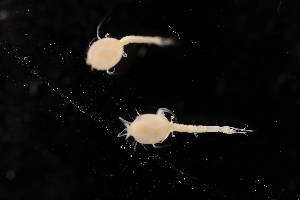  ( - 7085.5B)  @11 [ ] by-nc-nd (2025) Sarah Gerken University of Alaska Anchorage