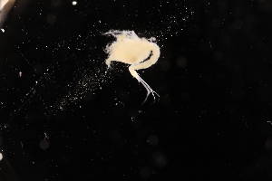  (Leptostylis debroyeri - 7119.1A)  @11 [ ] by-nc-nd (2025) Sarah Gerken University of Alaska Anchorage