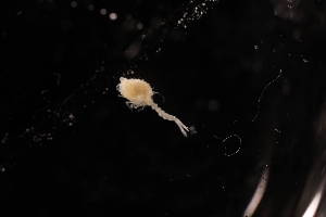  ( - 7183.3A)  @11 [ ] by-nc-nd (2025) Sarah Gerken University of Alaska Anchorage