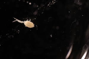  ( - 7183.3B)  @11 [ ] by-nc-nd (2025) Sarah Gerken University of Alaska Anchorage