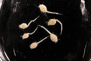  ( - 7226.1B)  @11 [ ] by-nc-nd (2025) Sarah Gerken University of Alaska Anchorage