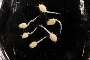  ( - 7226.1D)  @11 [ ] by-nc-nd (2025) Sarah Gerken University of Alaska Anchorage