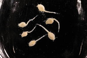  ( - 7226.1E)  @11 [ ] by-nc-nd (2025) Sarah Gerken University of Alaska Anchorage