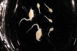  ( - 7226.1H)  @11 [ ] by-nc-nd (2025) Sarah Gerken University of Alaska Anchorage