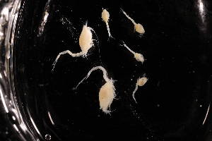  ( - 7226.1I)  @11 [ ] by-nc-nd (2025) Sarah Gerken University of Alaska Anchorage