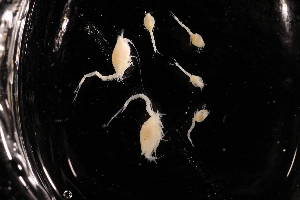  ( - 7226.1J)  @11 [ ] by-nc-nd (2025) Sarah Gerken University of Alaska Anchorage