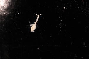  (Leucon complexus - 8035.1A)  @11 [ ] by-nc-nd (2025) Sarah Gerken University of Alaska Anchorage