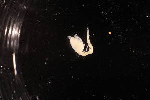  (Leucon adele - 8139.1A)  @11 [ ] by-nc-nd (2025) Sarah Gerken University of Alaska Anchorage