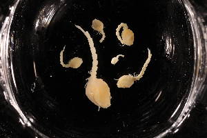  ( - 8153.1E)  @11 [ ] by-nc-nd (2025) Sarah Gerken University of Alaska Anchorage