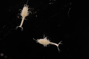  (Leucon weddellli - 8243.1A)  @11 [ ] by-nc-nd (2025) Sarah Gerken University of Alaska Anchorage