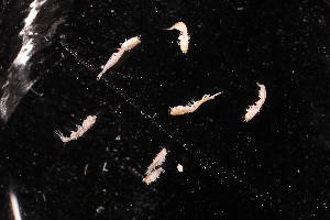  (Cyclaspis sp. 1 - BDT-0762.A)  @11 [ ] by-nc-nd (2025) Sarah Gerken University of Alaska Anchorage