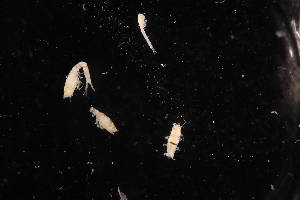  ( - BDT-1416.A)  @11 [ ] by-nc-nd (2025) Sarah Gerken University of Alaska Anchorage