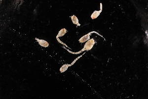  (Cyclaspis sp. 3 - BDT-1422.A)  @11 [ ] by-nc-nd (2025) Sarah Gerken University of Alaska Anchorage