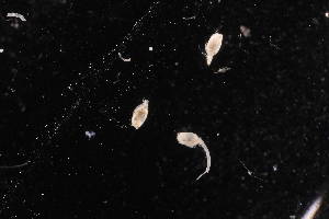  (Cyclaspis sp. 7 - BDT-1424.A)  @11 [ ] by-nc-nd (2025) Sarah Gerken University of Alaska Anchorage