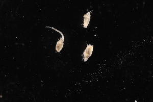  (Cyclaspis sp. 5 - BDT-1434.A)  @11 [ ] by-nc-nd (2025) Sarah Gerken University of Alaska Anchorage