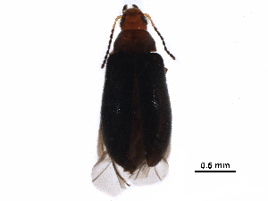  ( - BIOUG34207-A09)  @14 [ ] CreativeCommons - Attribution (2017) CBG Photography Group Centre for Biodiversity Genomics