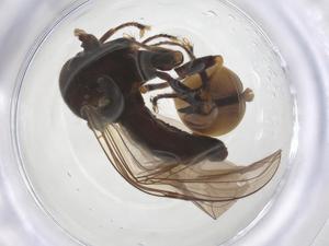  ( - BIOUG35763-C05)  @11 [ ] CreativeCommons - Attribution Share - Alike (2025) Centre for Biodiversity Genomics Centre for Biodiversity Genomics