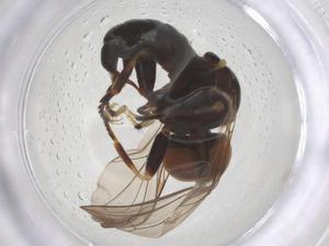  ( - BIOUG35763-H07)  @11 [ ] CreativeCommons - Attribution Share - Alike (2025) Centre for Biodiversity Genomics Centre for Biodiversity Genomics