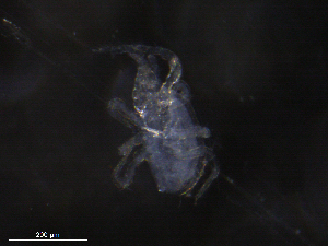 ( - BIOUG26359-E06)  @11 [ ] CreativeCommons - Attribution (2019) CBG Photography Group Centre for Biodiversity Genomics
