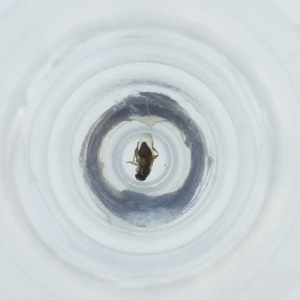  ( - RRHP_029_C9)  @11 [ ] by  Genome Research Ltd as Wellcome Sanger Institute Genome Research Limited operating as Wellcome Sanger Institute