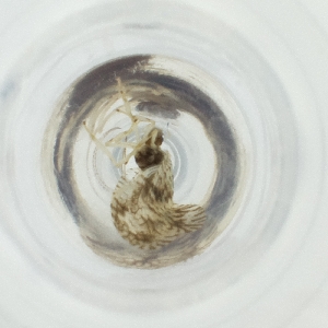  ( - RRHP_034_B6)  @11 [ ] by  Genome Research Ltd as Wellcome Sanger Institute Genome Research Limited operating as Wellcome Sanger Institute