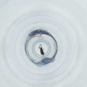  ( - RRHP_037_F3)  @11 [ ] by  Genome Research Ltd as Wellcome Sanger Institute Genome Research Limited operating as Wellcome Sanger Institute