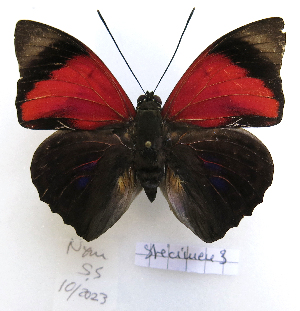  ( - BC-GSRR003)  @11 [ ] CCby (2024) Gilles Séraphin Research collection of Gilles Séraphin