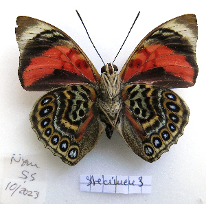  ( - BC-GSRR003)  @11 [ ] CCby (2024) Gilles Séraphin Research collection of Gilles Séraphin