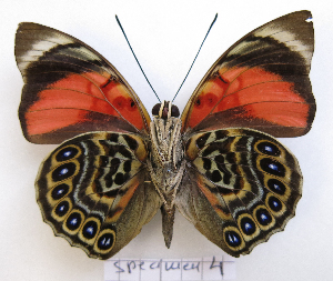  ( - BC-GSRR004)  @11 [ ] CCby (2024) Gilles Séraphin Research collection of Gilles Séraphin