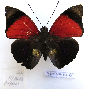  ( - BC-GSRR006)  @11 [ ] CCby (2024) Gilles Séraphin Research collection of Gilles Séraphin