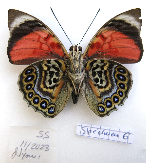  ( - BC-GSRR006)  @11 [ ] CCby (2024) Gilles Séraphin Research collection of Gilles Séraphin
