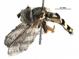  ( - BIOUG22360-B12)  @13 [ ] CreativeCommons - Attribution (2016) CBG Photography Group Centre for Biodiversity Genomics
