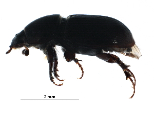  ( - BIOUG22325-B12)  @13 [ ] CreativeCommons - Attribution (2016) CBG Photography Group Centre for Biodiversity Genomics