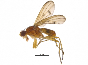  (Renocera striata - BIOUG22325-H08)  @14 [ ] CreativeCommons - Attribution (2015) CBG Photography Group Centre for Biodiversity Genomics
