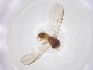  ( - BIOUG22452-G01)  @11 [ ] CreativeCommons - Attribution Share - Alike (2025) Centre for Biodiversity Genomics Centre for Biodiversity Genomics