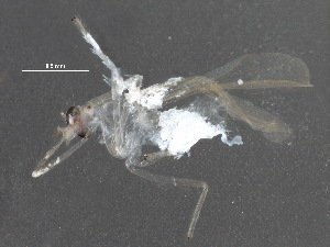  ( - BIOUG22730-C05)  @12 [ ] CreativeCommons - Attribution (2015) CBG Photography Group Centre for Biodiversity Genomics
