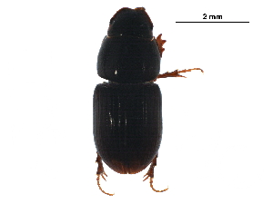  ( - BIOUG22866-H02)  @13 [ ] CreativeCommons - Attribution (2016) CBG Photography Group Centre for Biodiversity Genomics