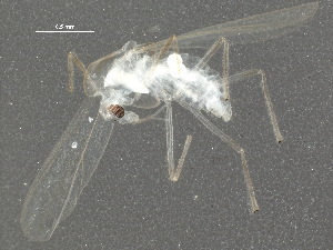  (Tanytarsus glabrescens - BIOUG22235-B08)  @14 [ ] CreativeCommons - Attribution (2015) CBG Photography Group Centre for Biodiversity Genomics