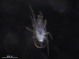  ( - BIOUG22240-G05)  @11 [ ] CreativeCommons - Attribution (2019) CBG Photography Group Centre for Biodiversity Genomics