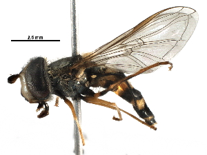  ( - BIOUG22242-B11)  @13 [ ] CreativeCommons - Attribution (2016) CBG Photography Group Centre for Biodiversity Genomics