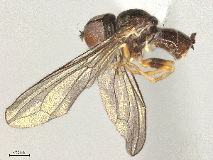  ( - BIOUG22241-H10)  @11 [ ] CreativeCommons - Attribution Share - Alike (2025) CBG Photography Group Centre for Biodiversity Genomics