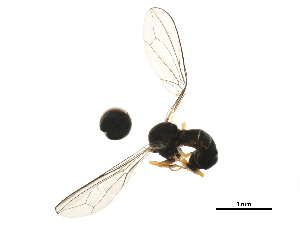  (Dorylomorpha sp. ABY5401 - BIOUG22289-A02)  @12 [ ] CreativeCommons - Attribution (2015) CBG Photography Group Centre for Biodiversity Genomics