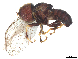  ( - BIOUG22928-E08)  @11 [ ] CreativeCommons - Attribution (2025) CBG Photography Group Centre for Biodiversity Genomics