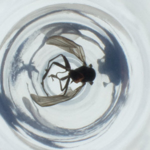  ( - RRNW_014_B10)  @11 [ ] by (2023) Genome Research Ltd as Wellcome Sanger Institute Genome Research Limited&nbsp;operating as Wellcome Sanger Institute