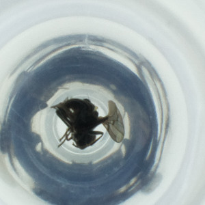  ( - RRNW_034_A1)  @11 [ ] by (2023) Genome Research Ltd as Wellcome Sanger Institute Genome Research Limited&nbsp;operating as Wellcome Sanger Institute