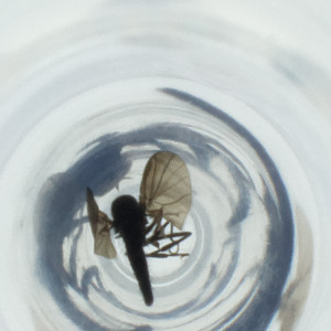  ( - RRNW_040_D10)  @11 [ ] by (2023) Genome Research Ltd as Wellcome Sanger Institute Genome Research Limited&nbsp;operating as Wellcome Sanger Institute