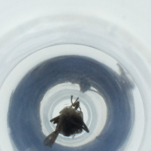  ( - RRNW_044_F5)  @11 [ ] by (2023) Genome Research Ltd as Wellcome Sanger Institute Genome Research Limited&nbsp;operating as Wellcome Sanger Institute