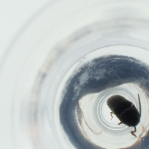  ( - RRNW_072_D11)  @11 [ ] by (2023) Genome Research Ltd as Wellcome Sanger Institute Genome Research Limited&nbsp;operating as Wellcome Sanger Institute