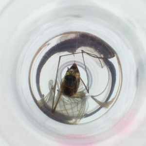  ( - RRNW_109_H11)  @11 [ ] by (2023) Genome Research Ltd as Wellcome Sanger Institute Genome Research Limited operating as Wellcome Sanger Institute