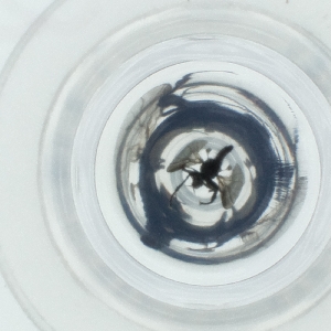  ( - RRNW_165_C4)  @11 [ ] by  Genome Research Ltd as Wellcome Sanger Institute Genome Research Limited operating as Wellcome Sanger Institute